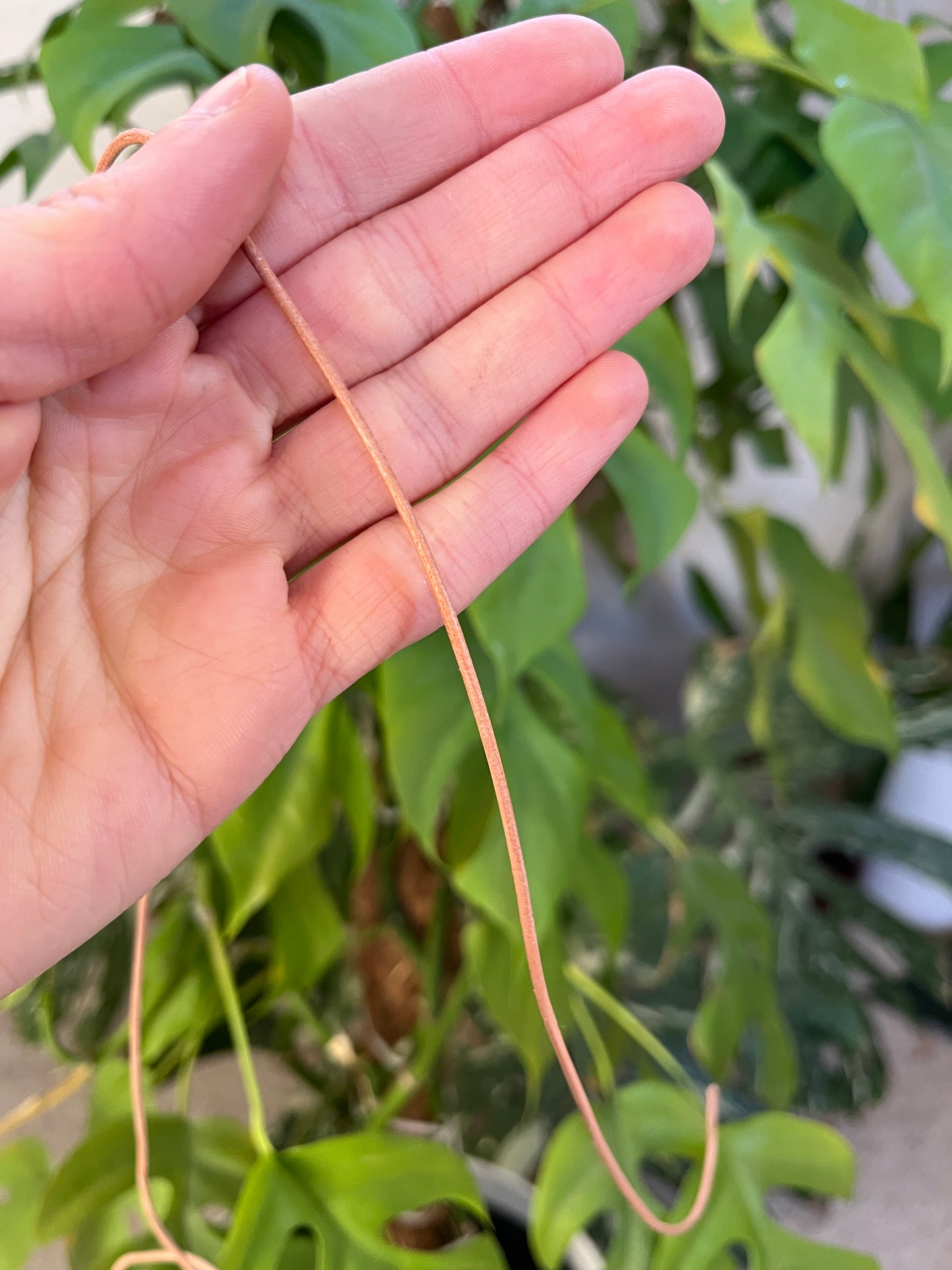 Ziegenleder Band ca. 80 cm – natürlich & robust