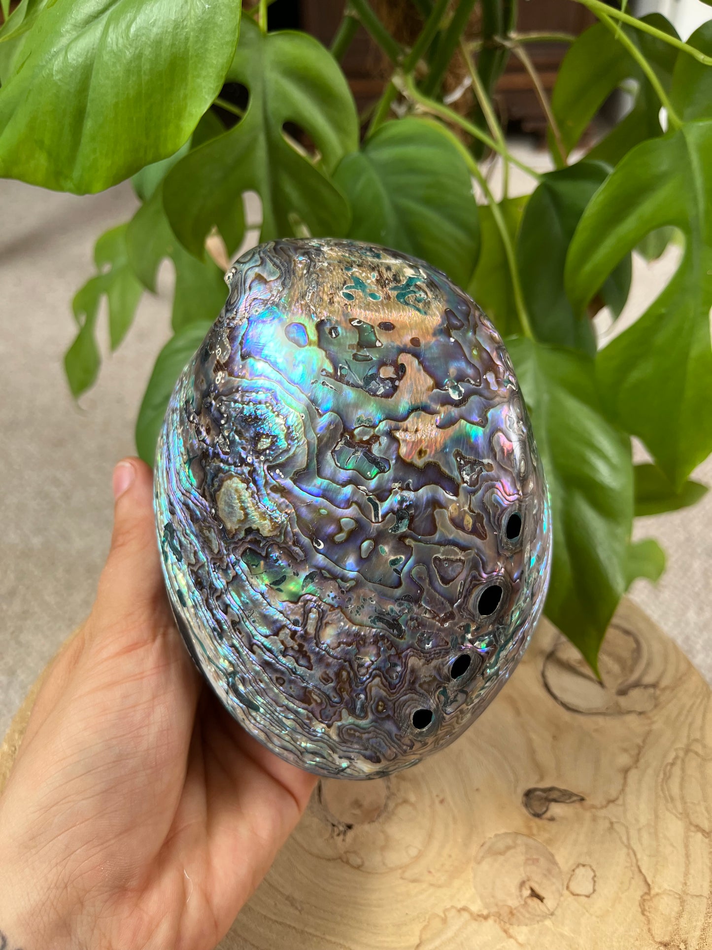 Paua Muschel Dose