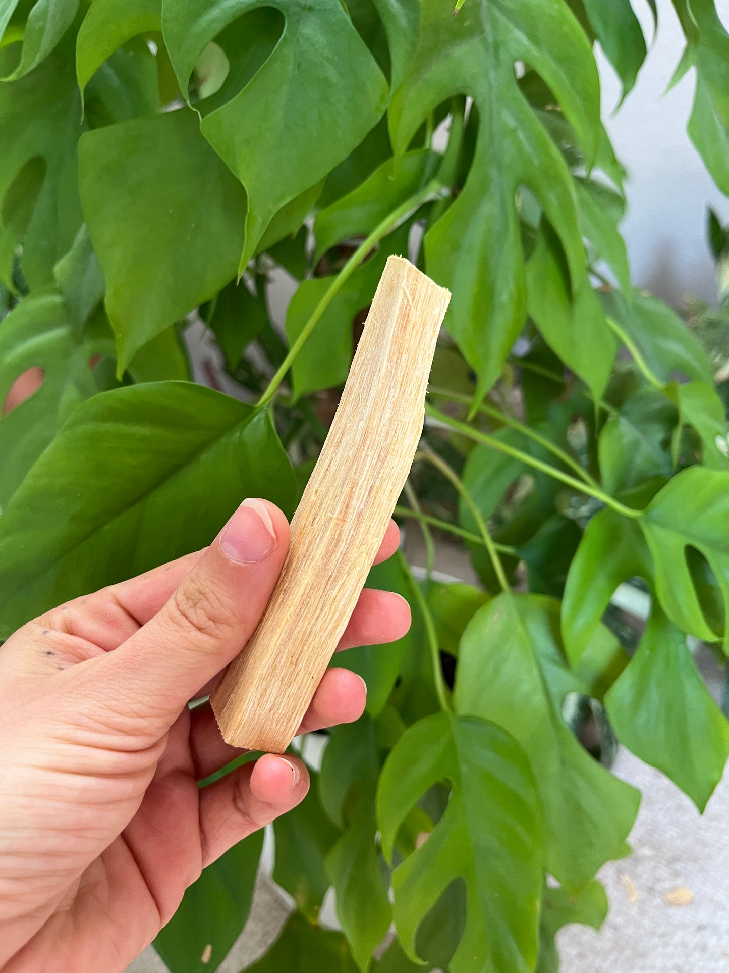 Palo Santo Holz kaufen – einzeln oder im 4er-Set im Organzasäckchen | Räucherholz für Reinigung & Rituale