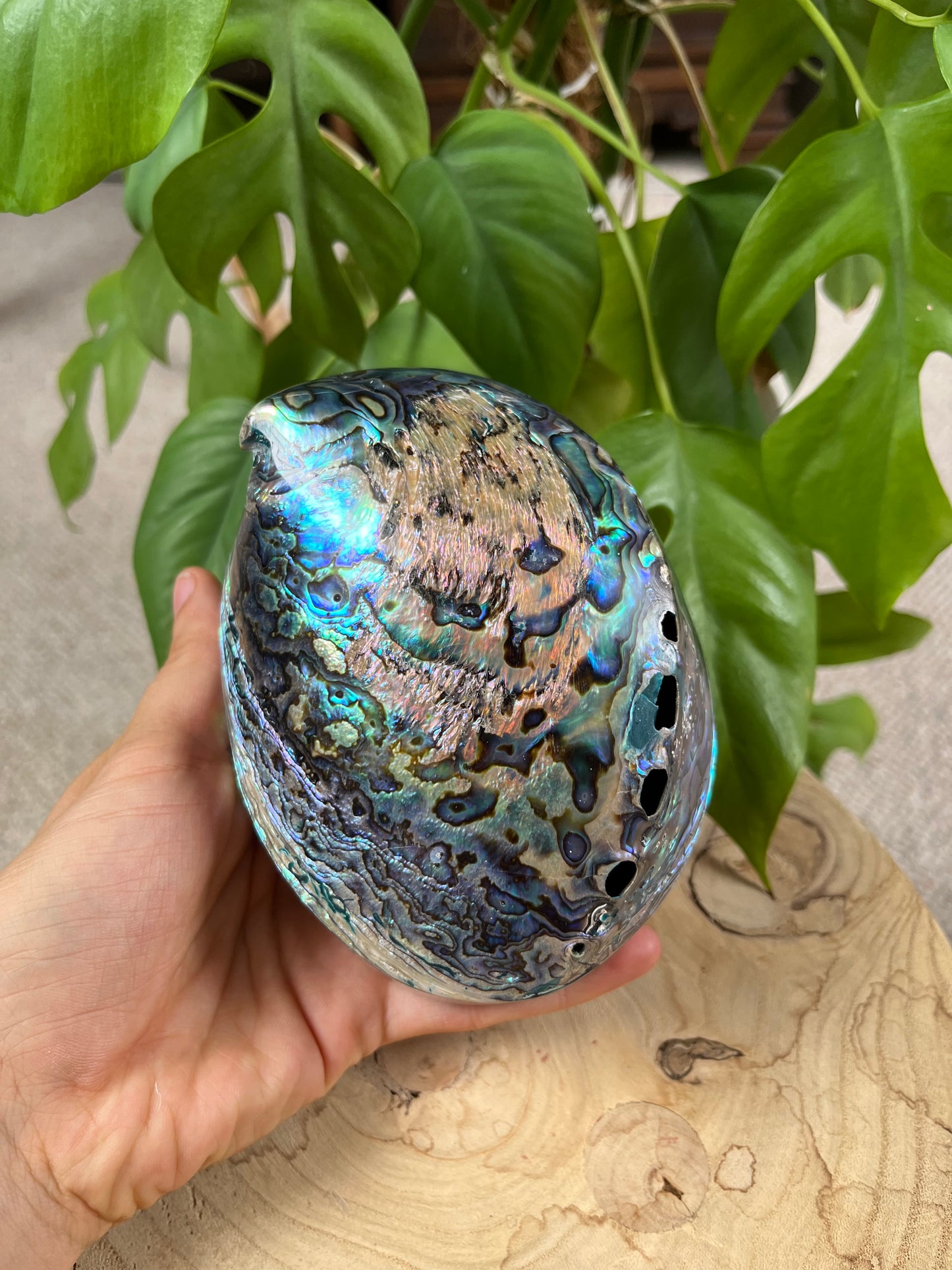 Paua Muschel Dose