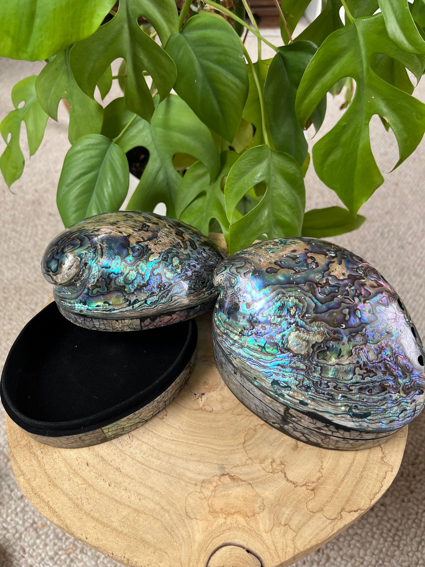 Paua Muschel Dose