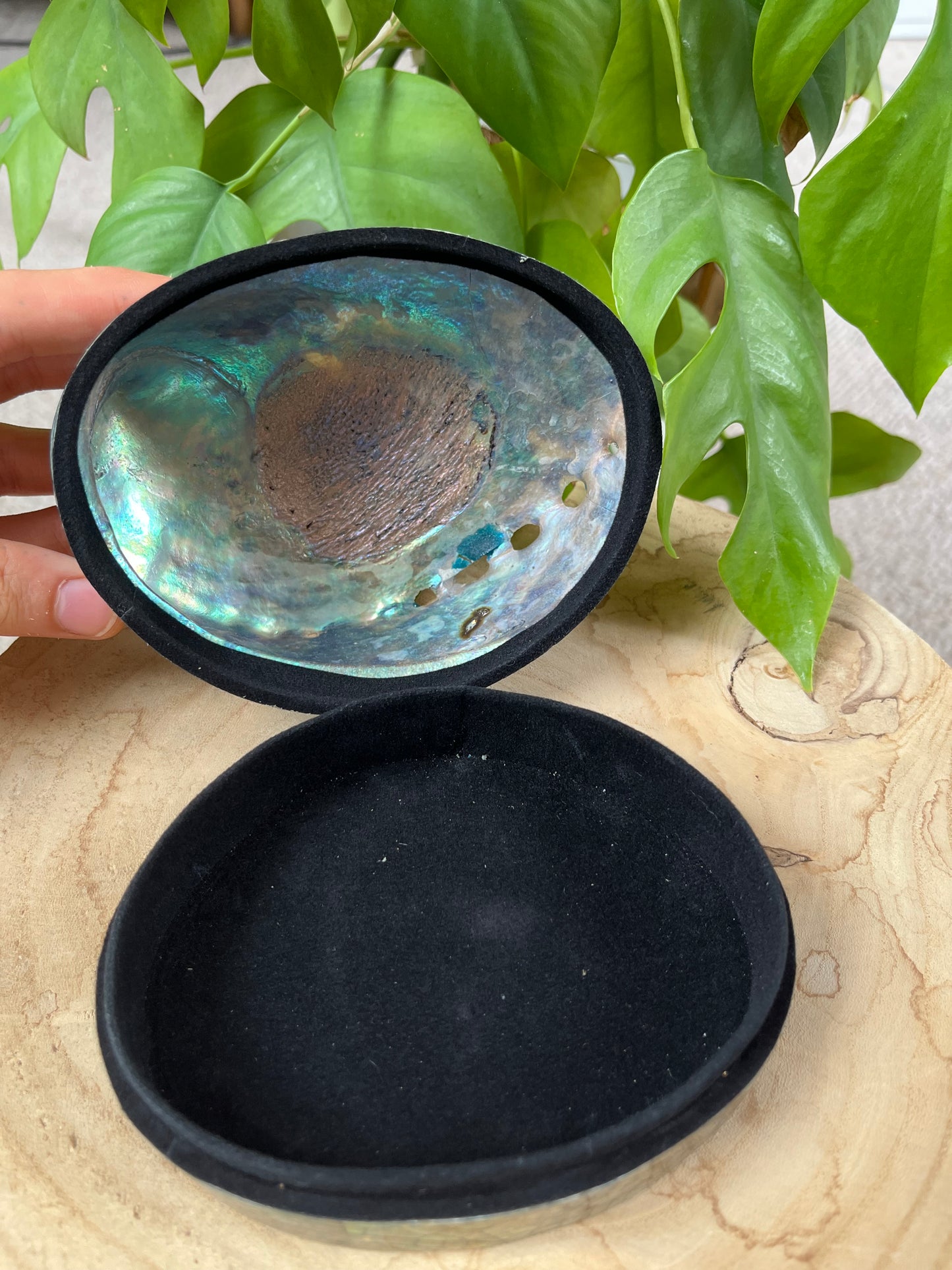 Paua Muschel Dose