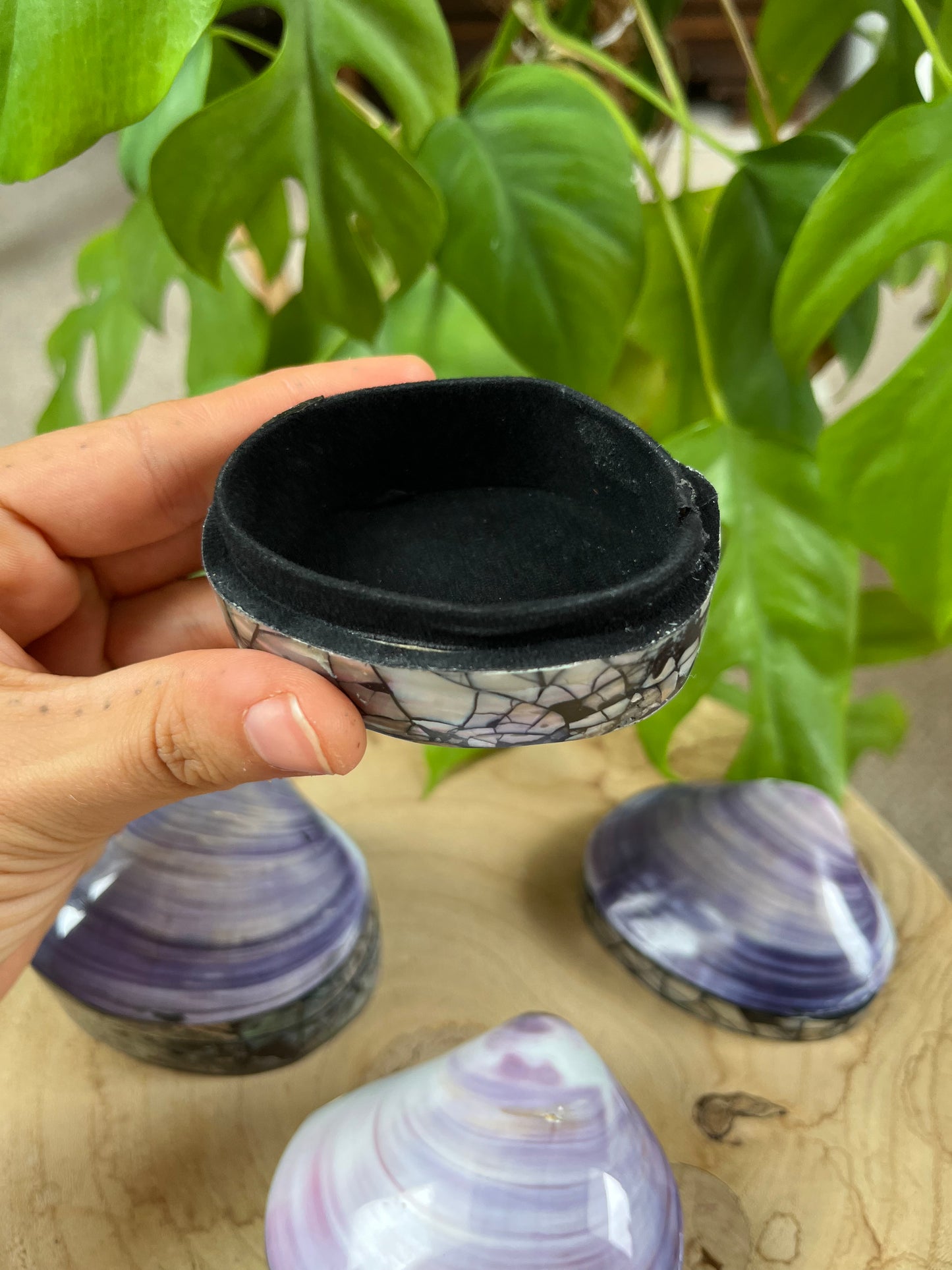 Muschel Dose violett