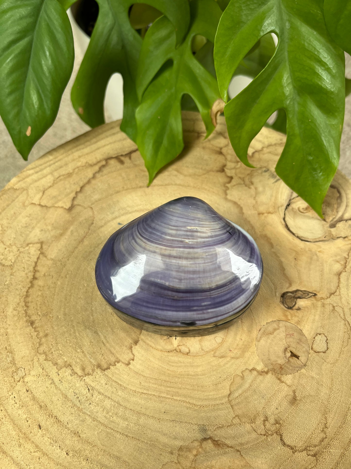 Muschel Dose violett