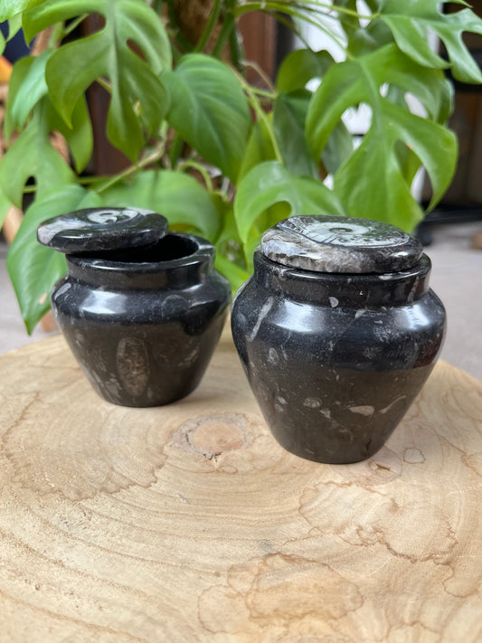 Orthocera Urnen Döschen