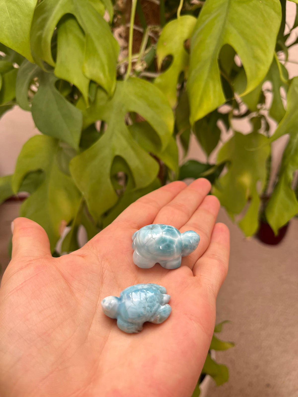 Larimar Schildkröten