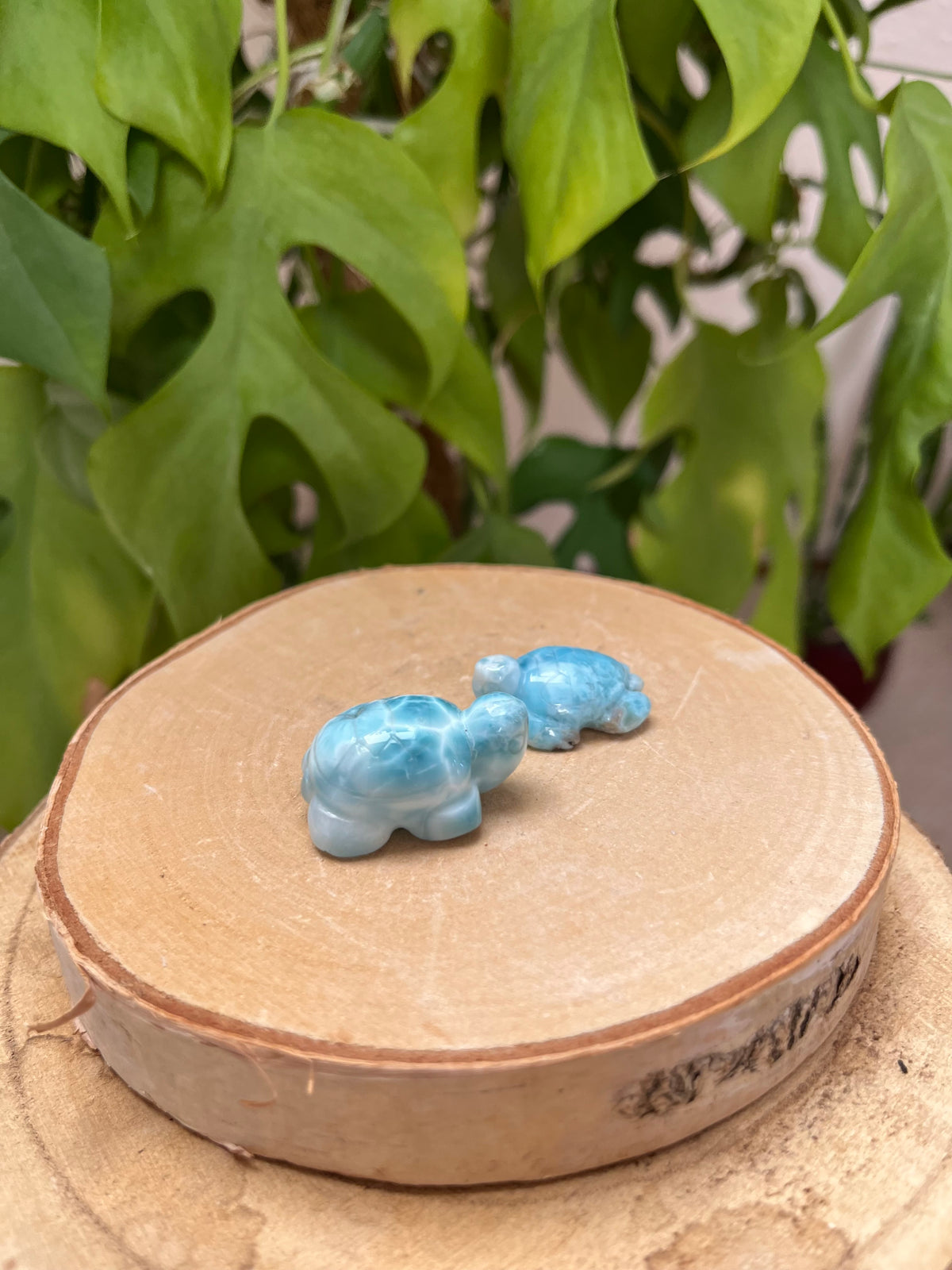 Larimar Schildkröten
