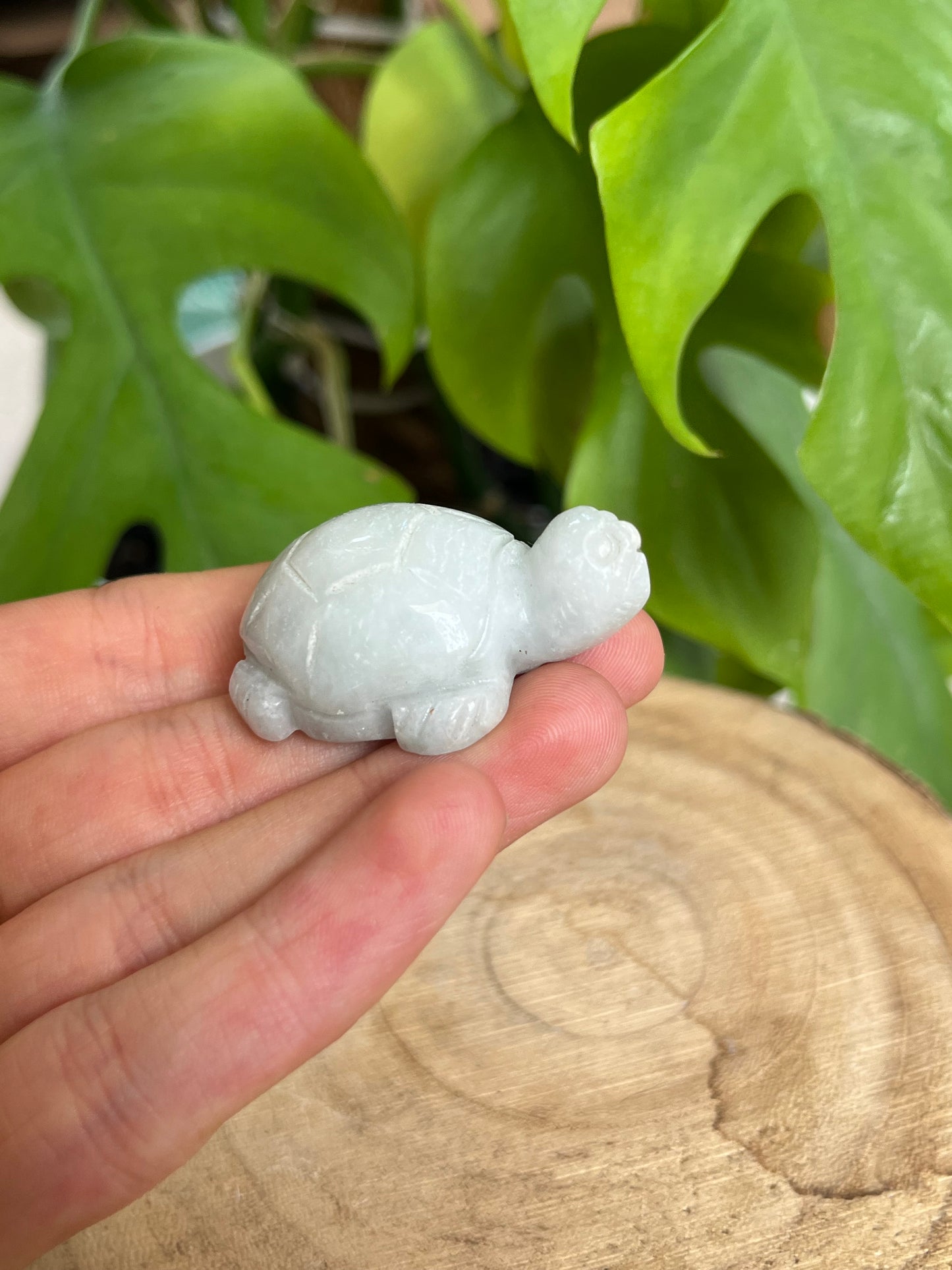 Schildkröten Gravur Jade