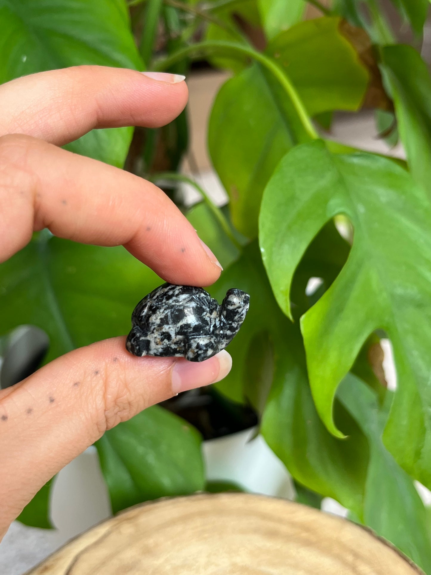 Schildkröten Gravur mini