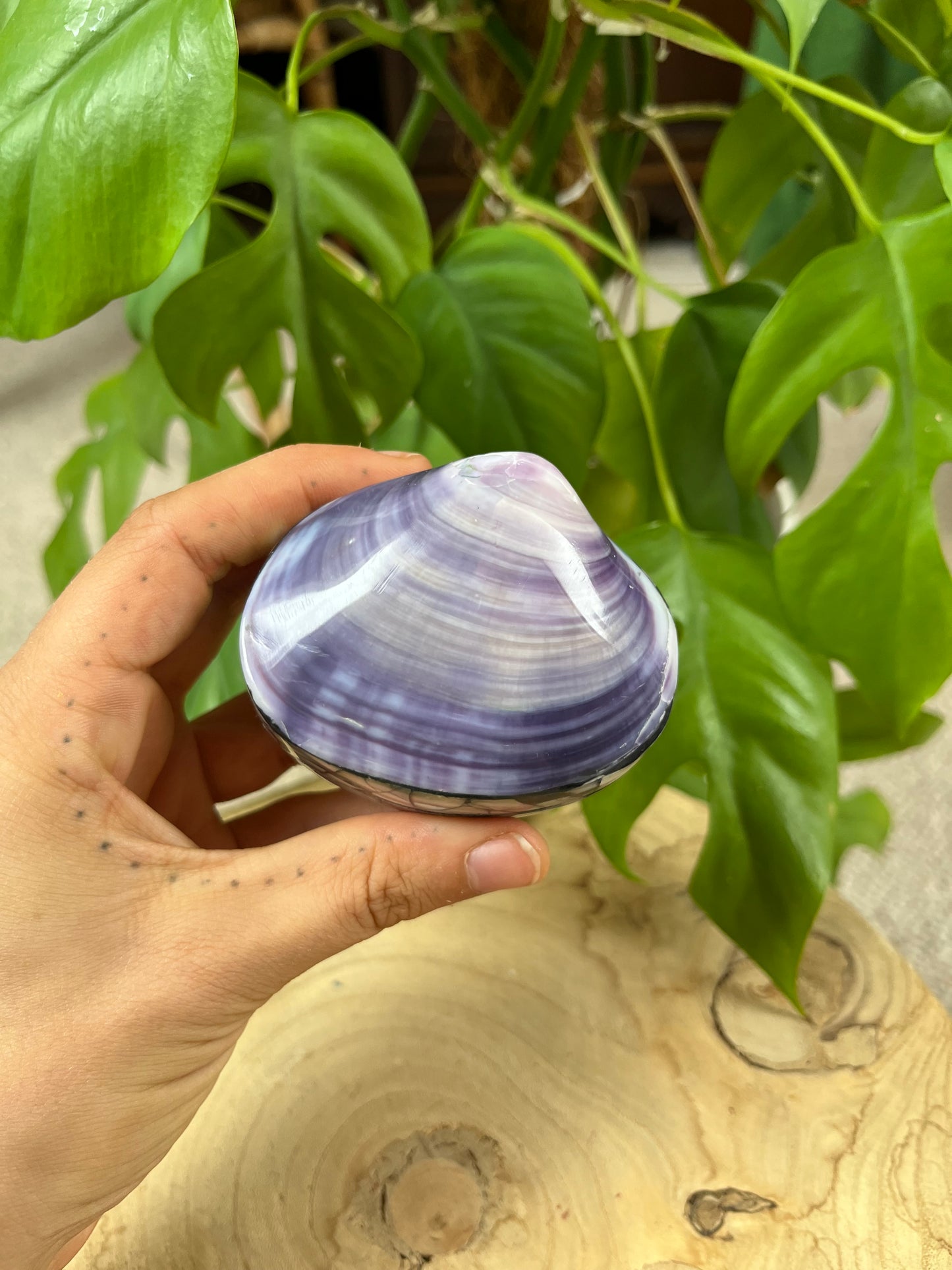 Muschel Dose violett