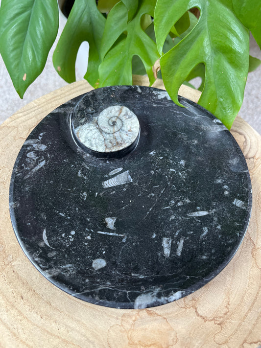 Orthocera Teller rund