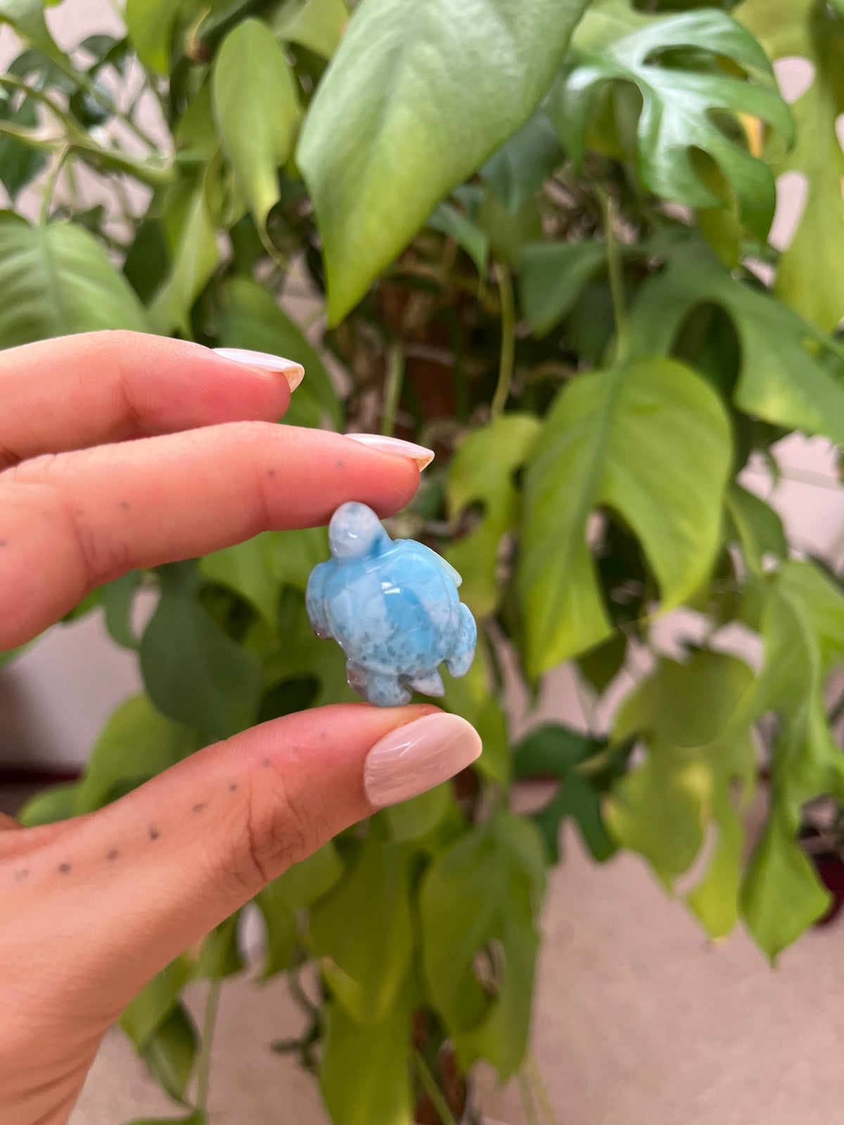 Larimar Schildkröten