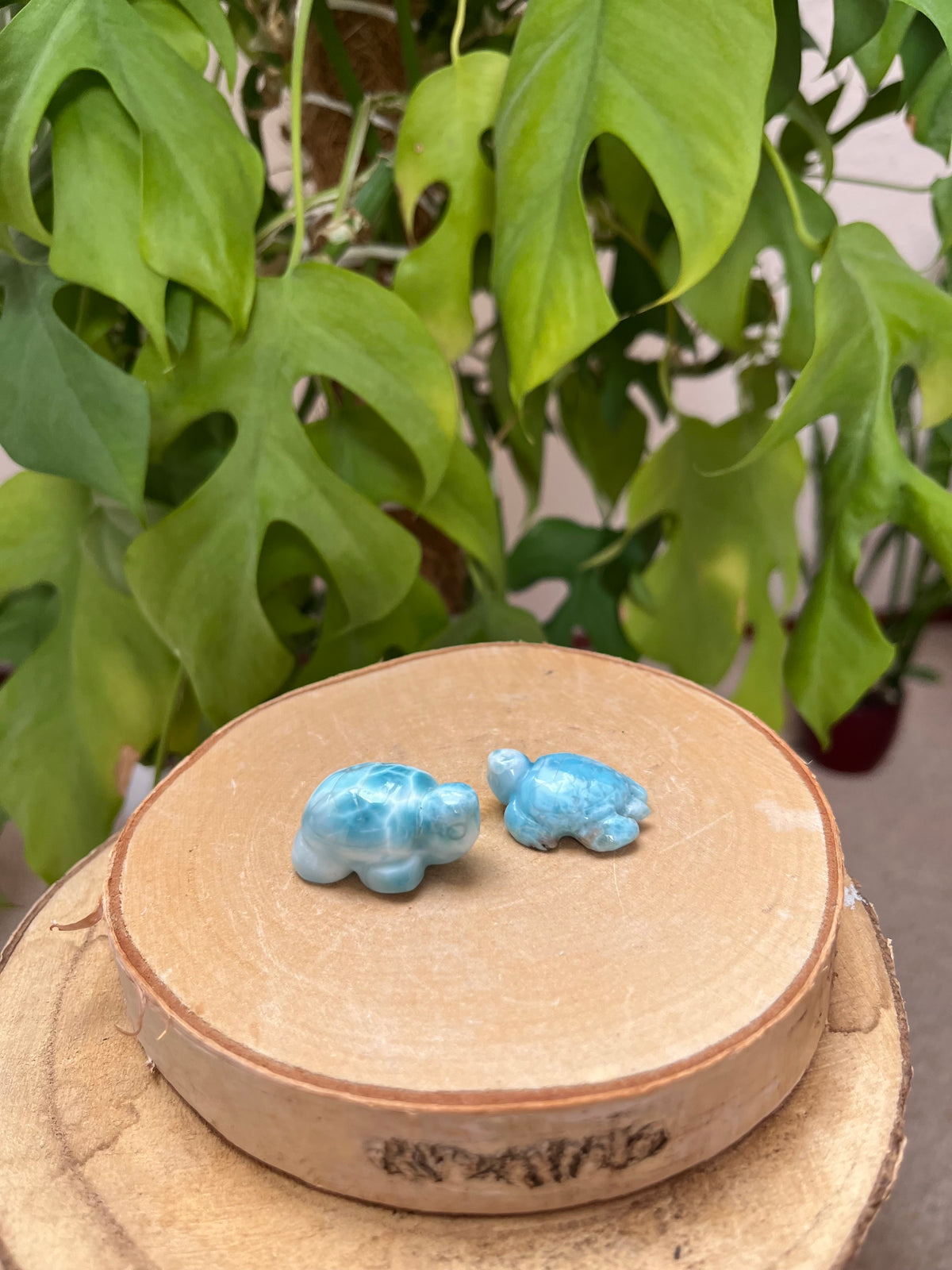 Larimar Schildkröten