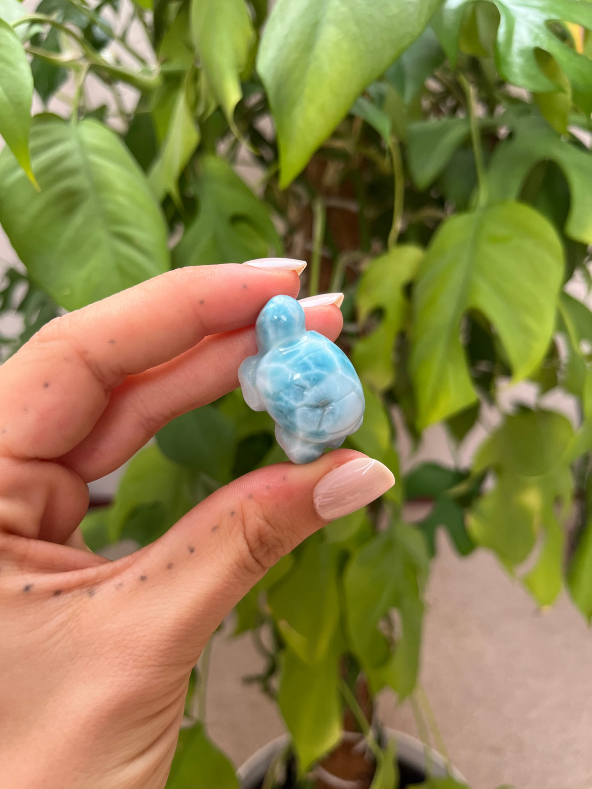 Larimar Schildkröten