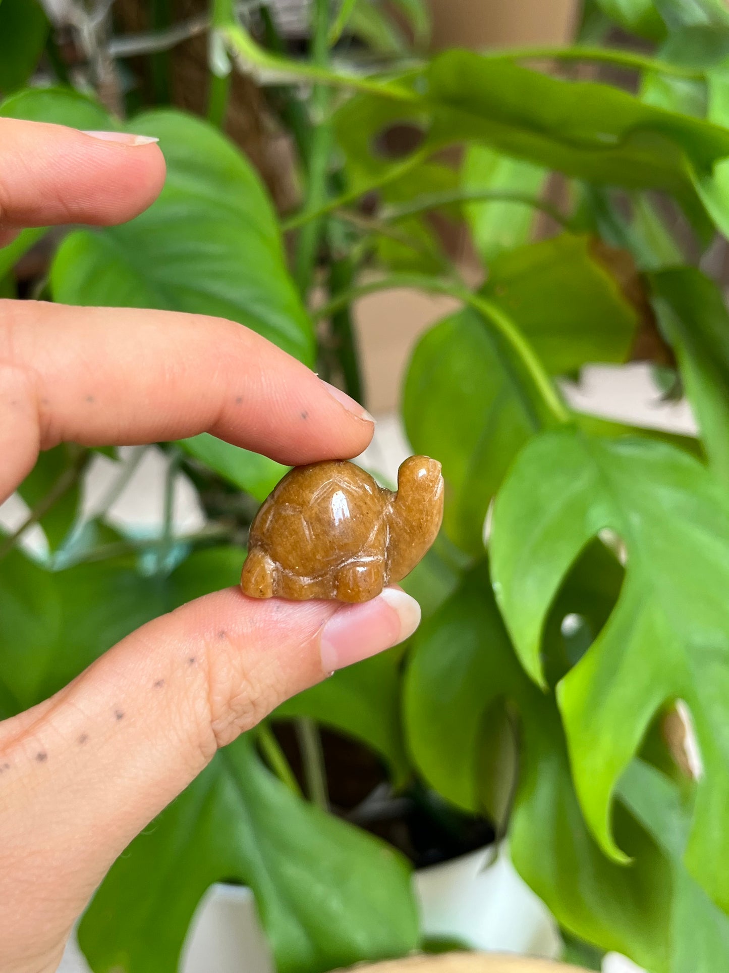 Schildkröten Gravur mini