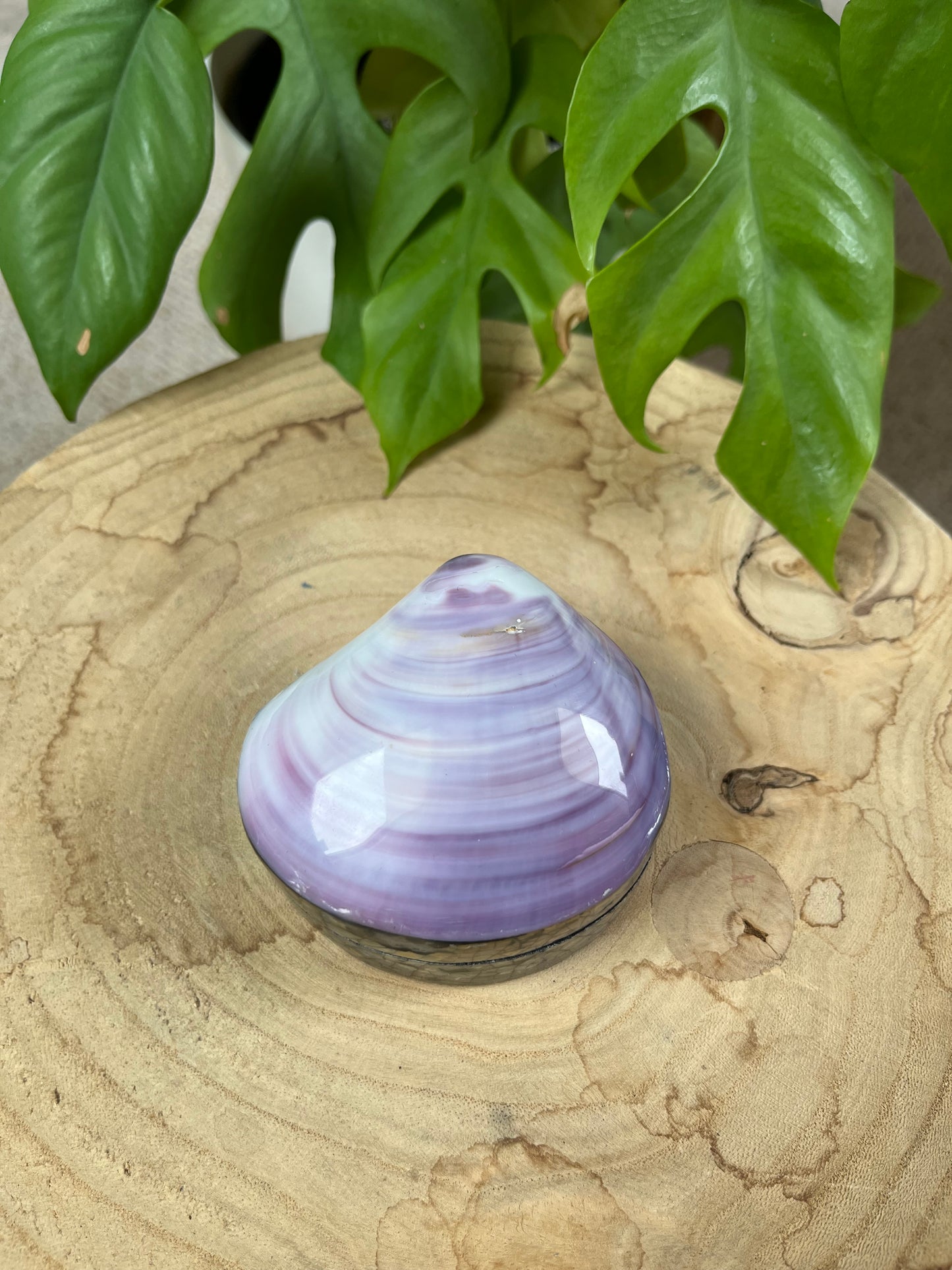 Muschel Dose violett