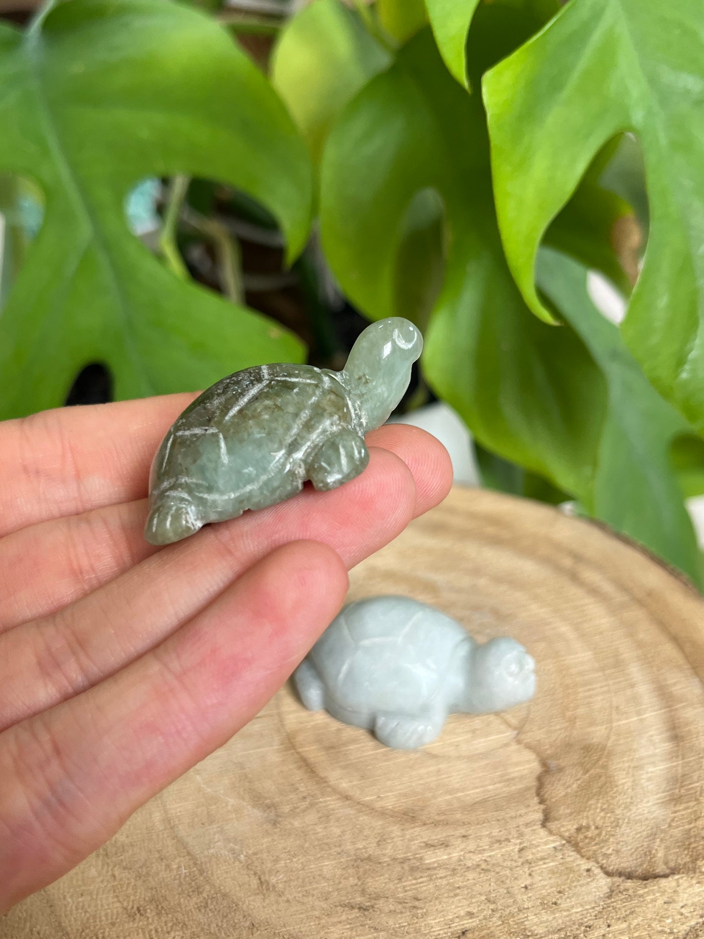 Schildkröten Gravur Jade